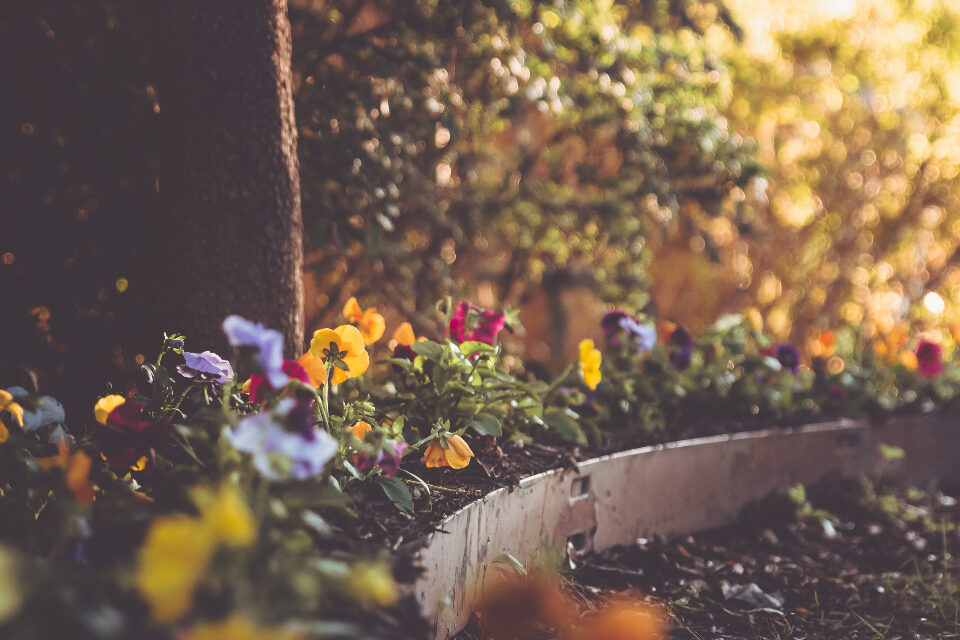 Flowers growing in a raised wooden bed
