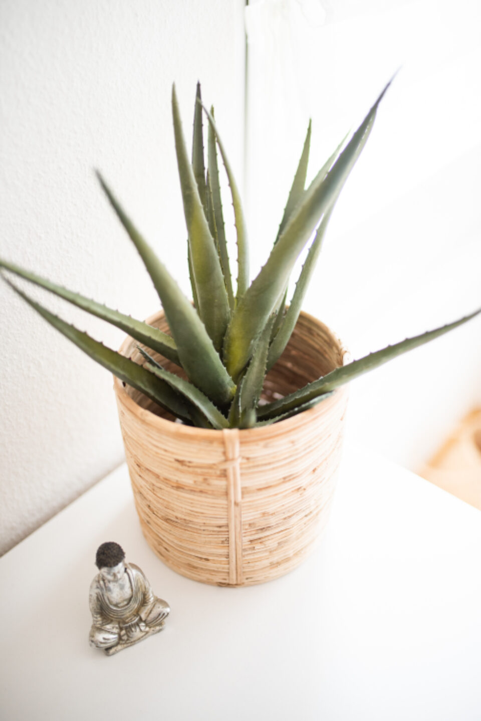 Potted aloe on a white surface